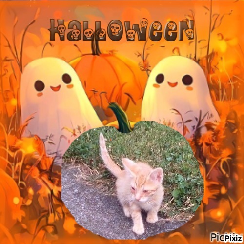 Prince Zuco of the zoza1958 family