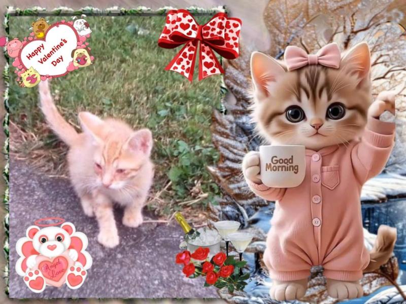 Prince Zuco of the zoza1958 family