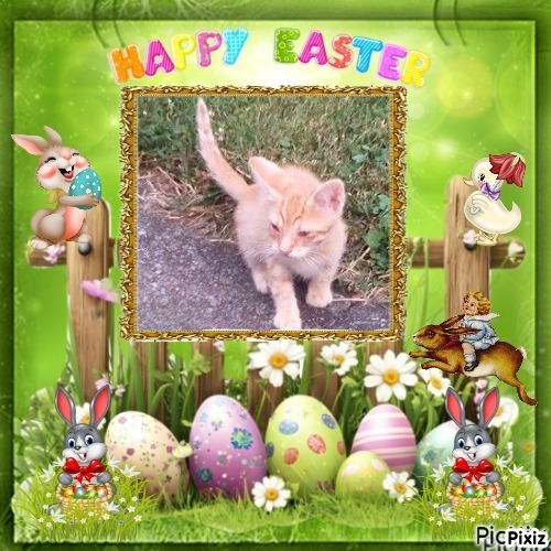 Prince Zuco of the zoza1958 family