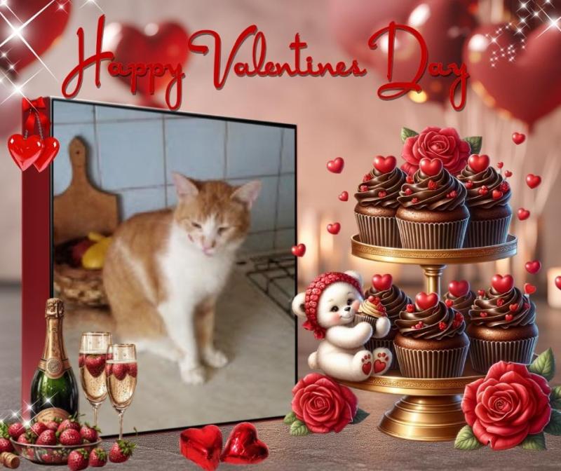 Prince Zucko of the zoza1958 family