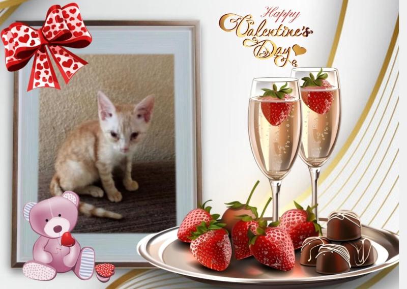 Prince Cvrle of the zoza1958 family