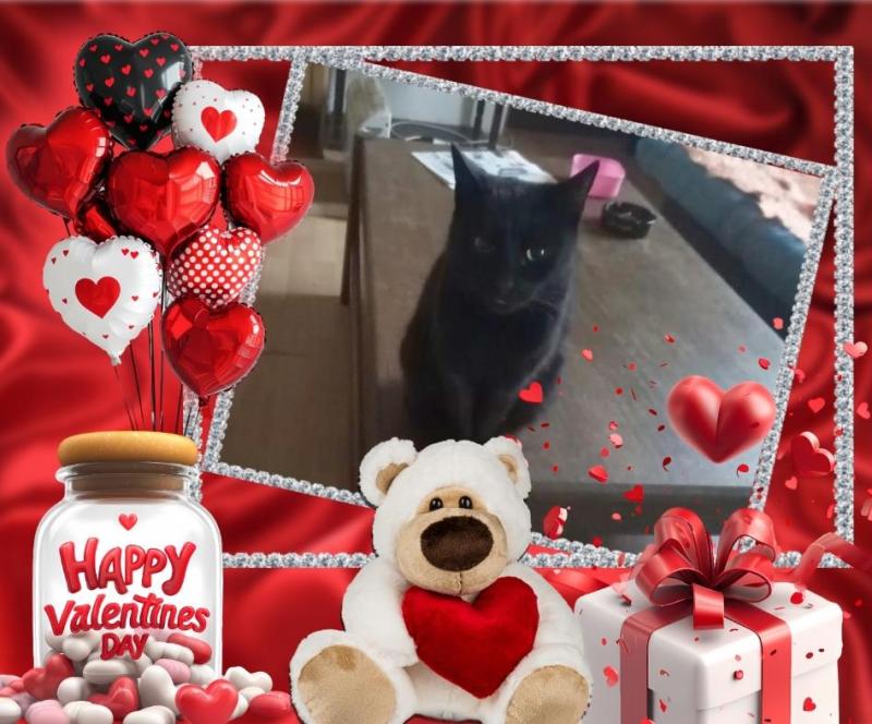 Prince Kiki of the zoza1958 family