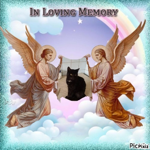 Prince Kiki of the zoza1958 family