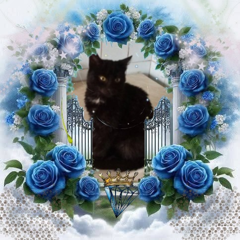 Prince Kiki of the zoza1958 family