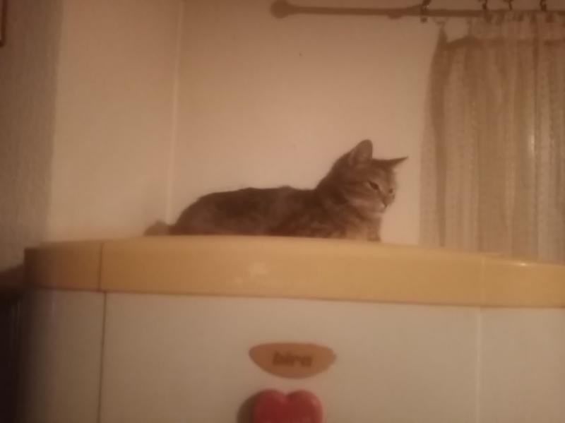 zoza1958 uploaded   1 year/s ago