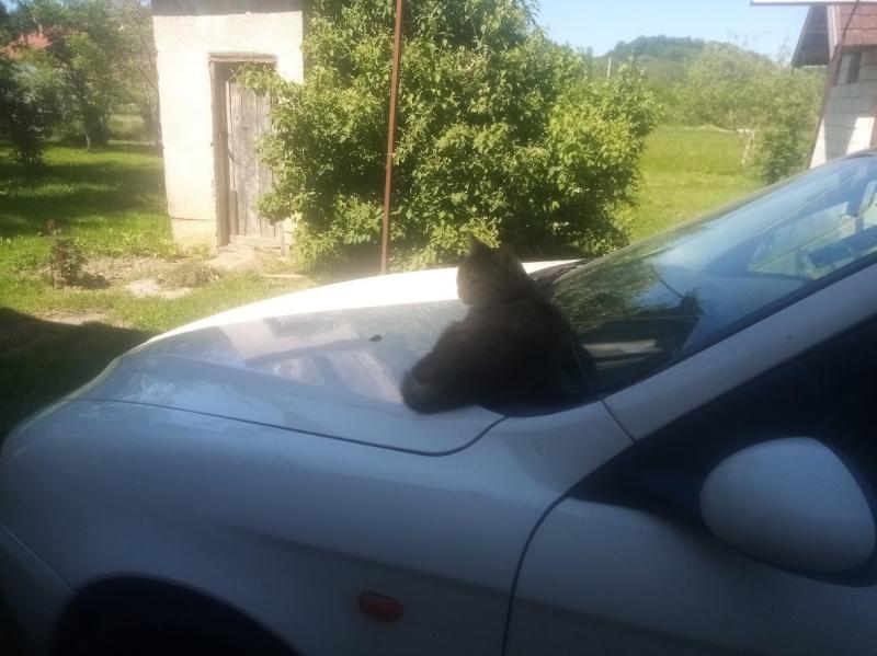 zoza1958 uploaded   351  day/s  ago