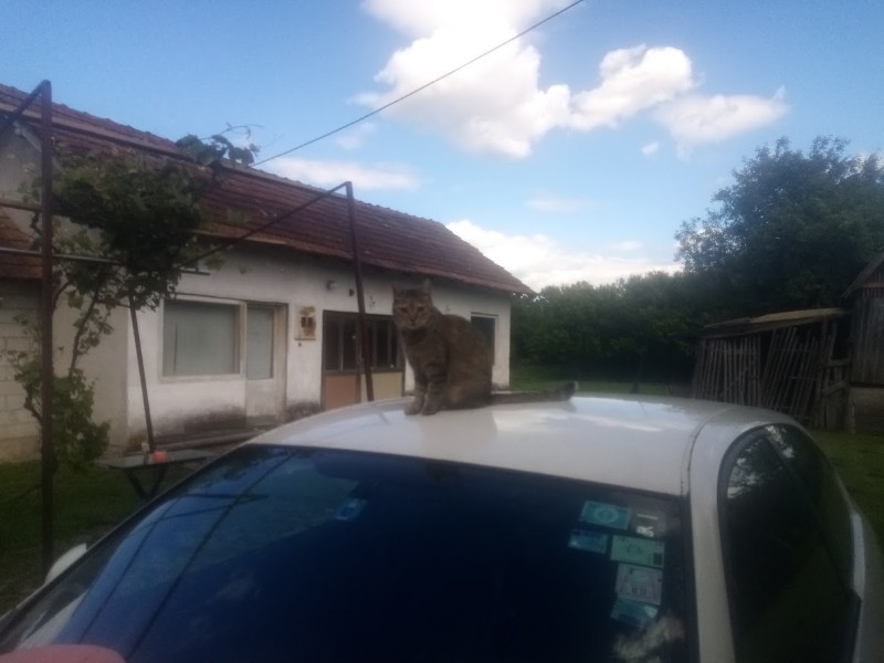 zoza1958 uploaded   330  day/s  ago