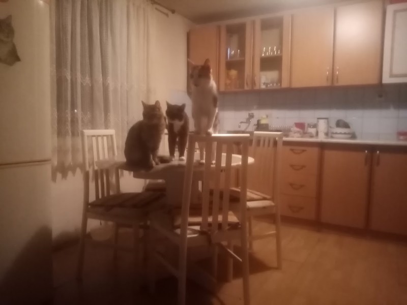 zoza1958 uploaded   323  day/s  ago