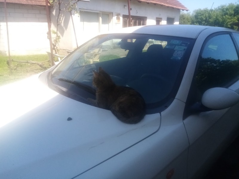 zoza1958 uploaded   343  day/s  ago