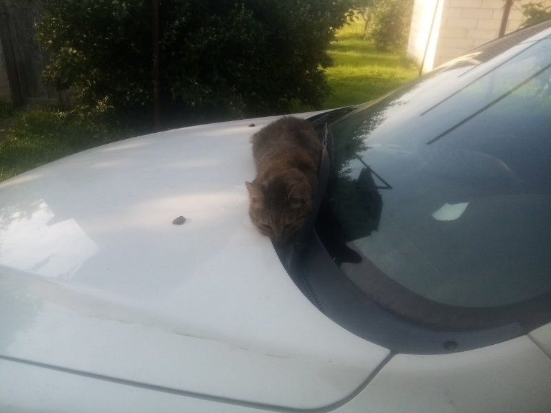 zoza1958 uploaded   323  day/s  ago