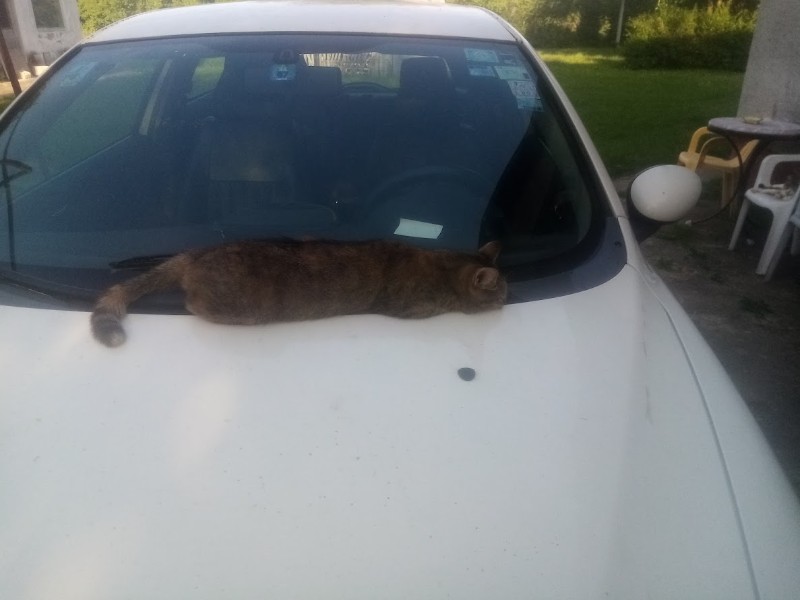 zoza1958 uploaded   323  day/s  ago