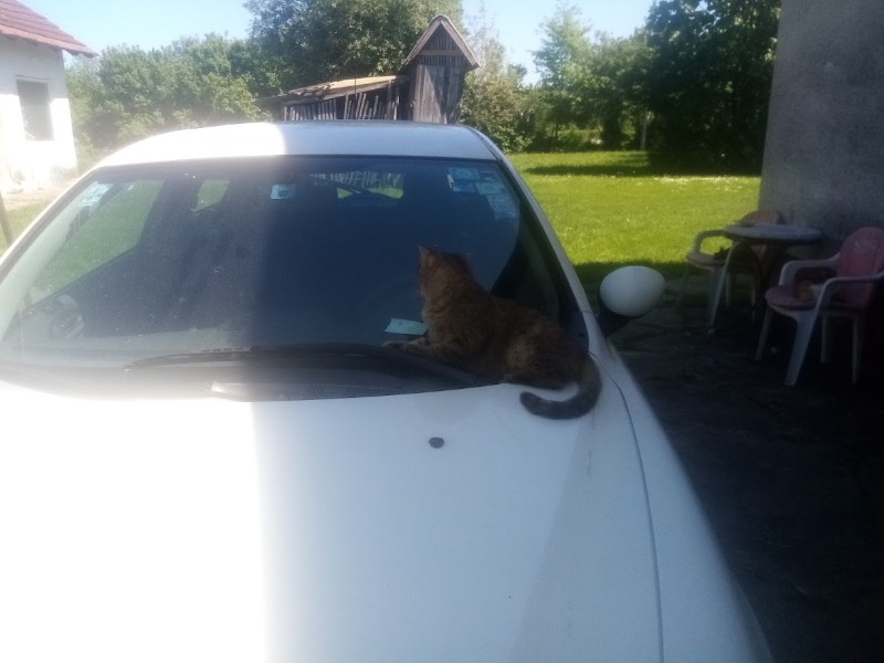 zoza1958 uploaded   343  day/s  ago