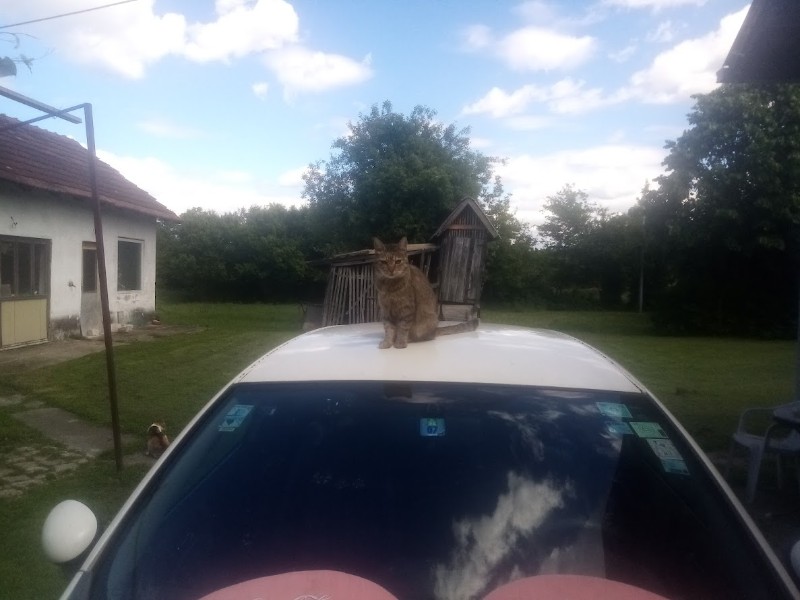 zoza1958 uploaded   330  day/s  ago