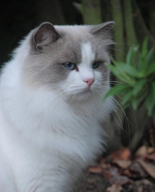 Princess  Viki of the zoza1958 family