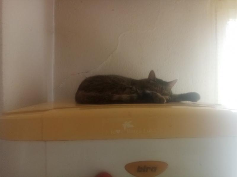 zoza1958 uploaded   185  day/s  ago