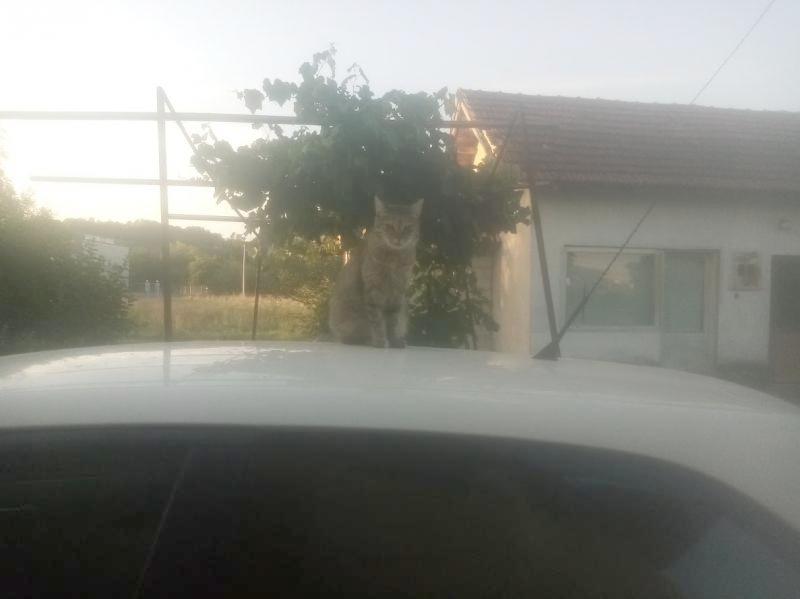 zoza1958 uploaded   300  day/s  ago