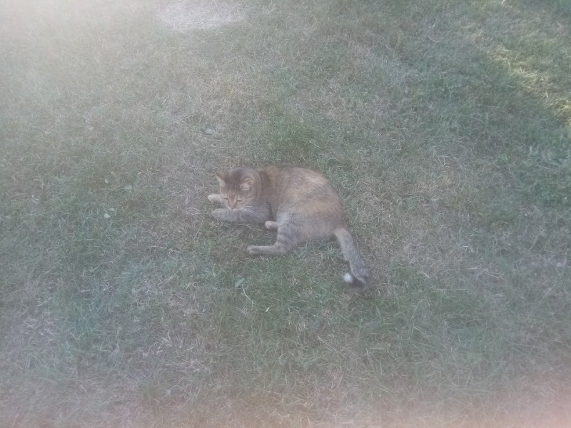 zoza1958 uploaded   252  day/s  ago