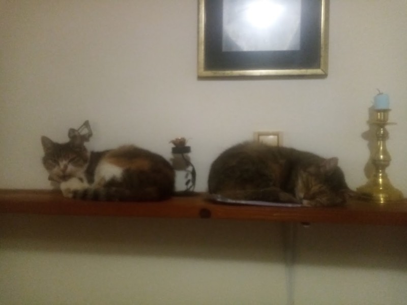 Princess  Viki of the zoza1958 family