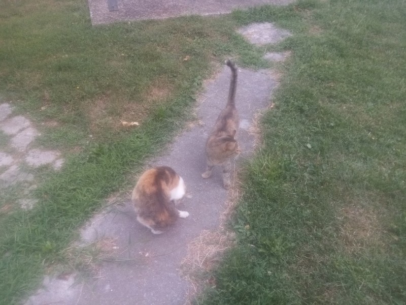 zoza1958 uploaded   287  day/s  ago