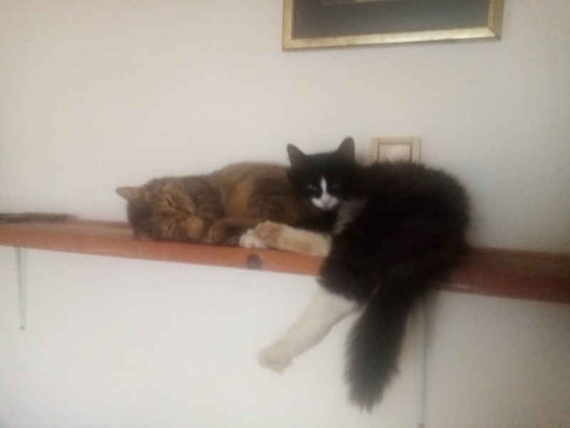 Princess  Viki of the zoza1958 family