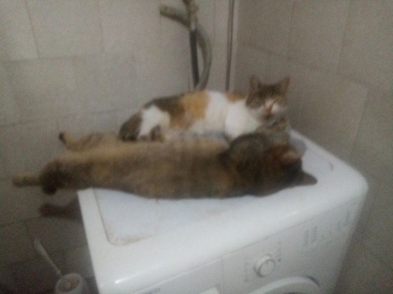 zoza1958 uploaded   259  day/s  ago