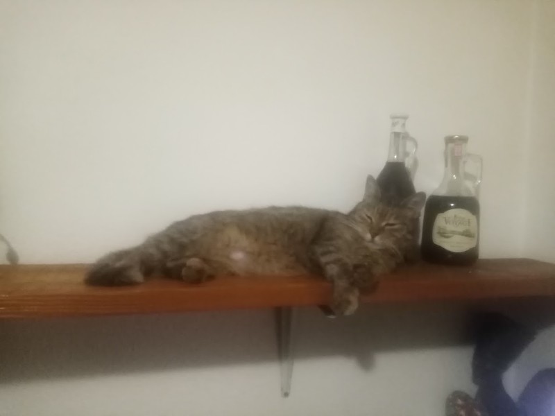 Princess  Viki of the zoza1958 family