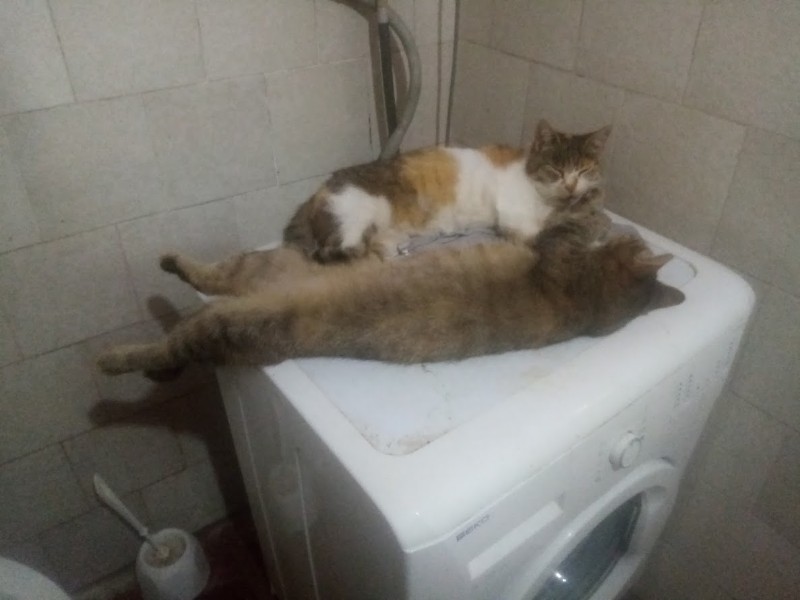 zoza1958 uploaded   259  day/s  ago