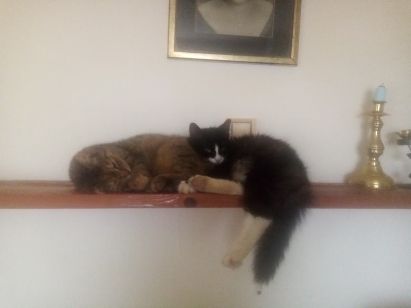 Princess  Viki of the zoza1958 family