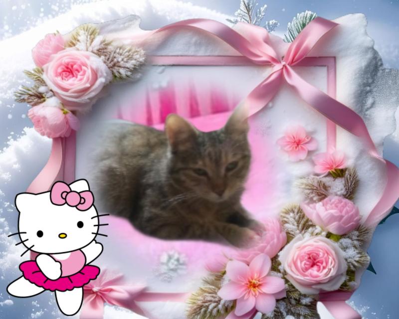 Princess  Viki of the zoza1958 family