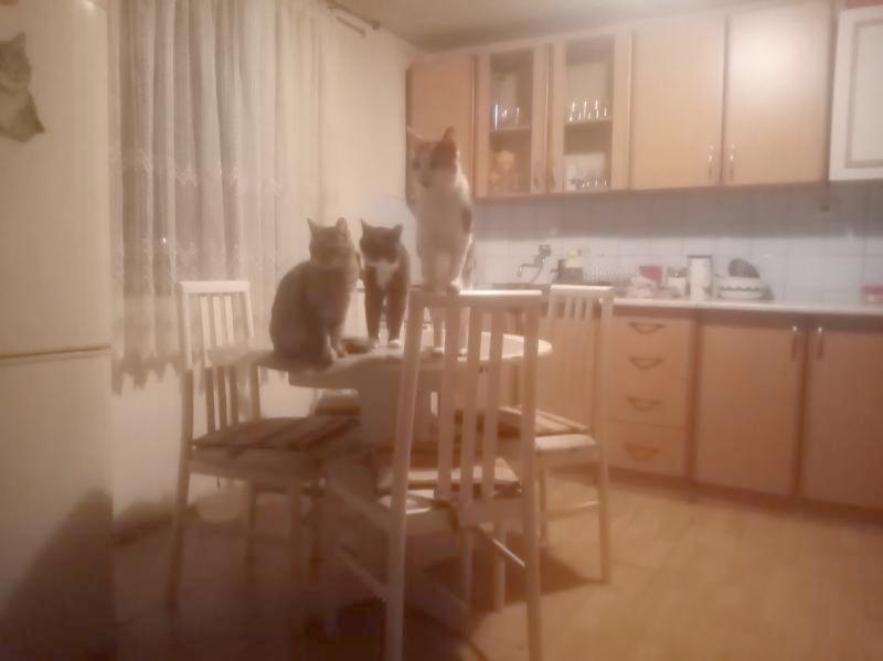 zoza1958 uploaded   316  day/s  ago