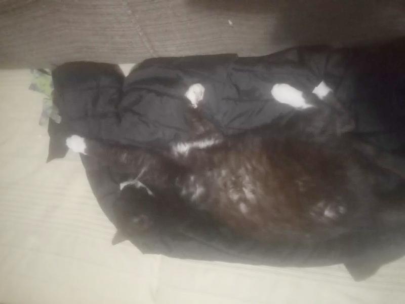 Prince Fifi of the zoza1958 family