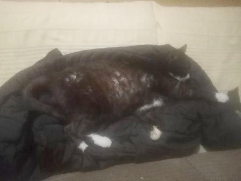 Prince Fifi of the zoza1958 family