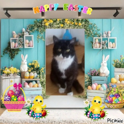 Prince Fifi of the zoza1958 family