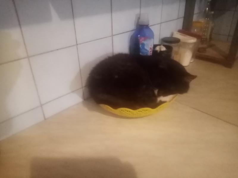 Prince Fifi of the zoza1958 family