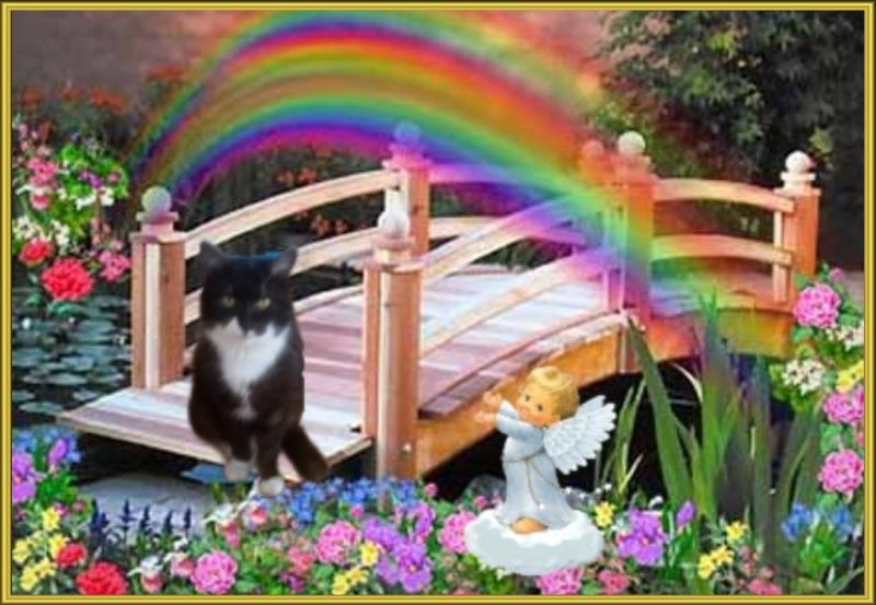 Prince Fifi of the zoza1958 family