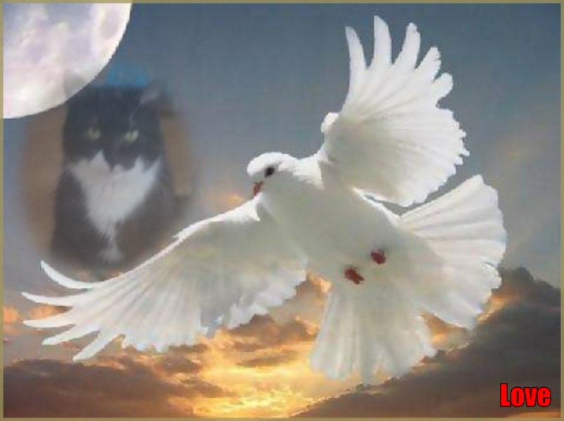 Prince Fifi of the zoza1958 family