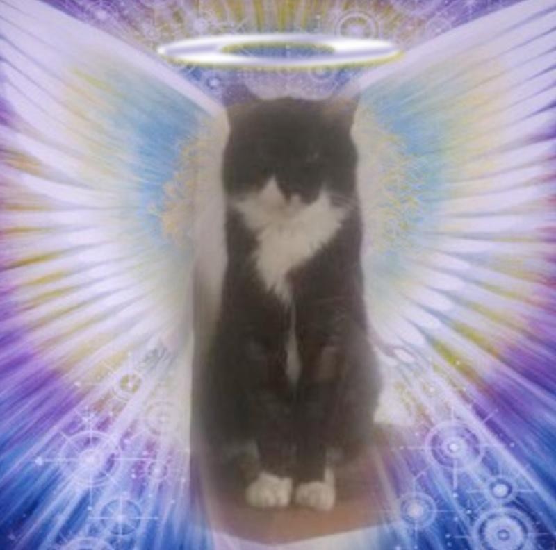 zoza1958 uploaded   97  day/s  ago