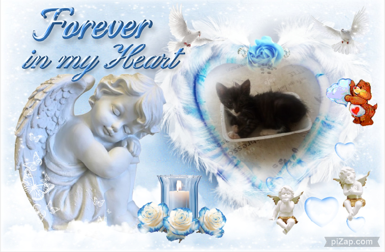 Prince Fifi of the zoza1958 family