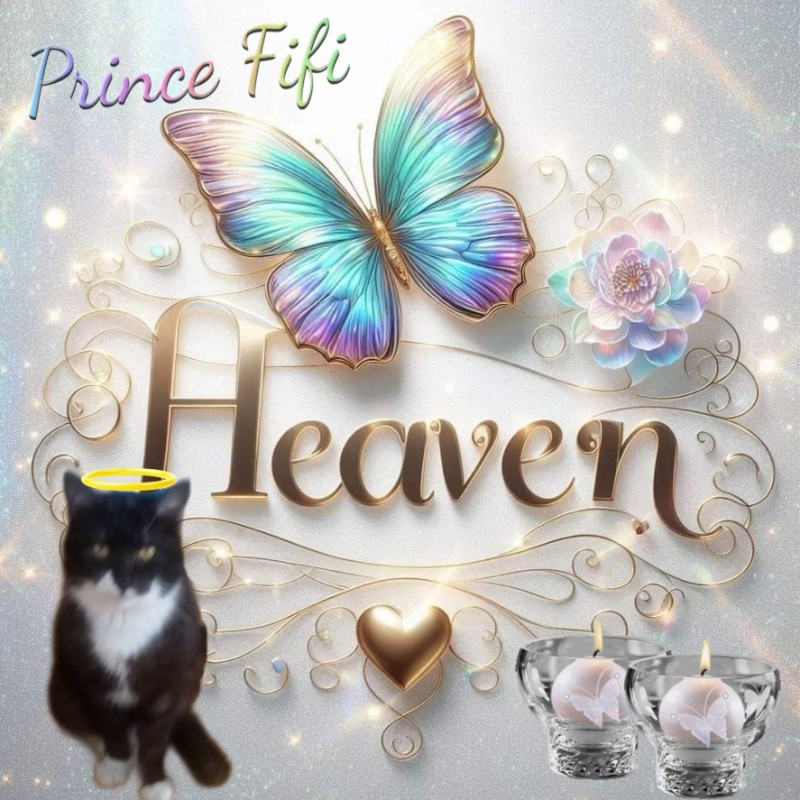 Prince Fifi of the zoza1958 family