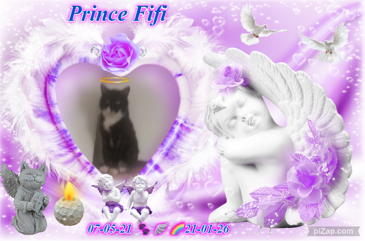 Prince Fifi of the zoza1958 family