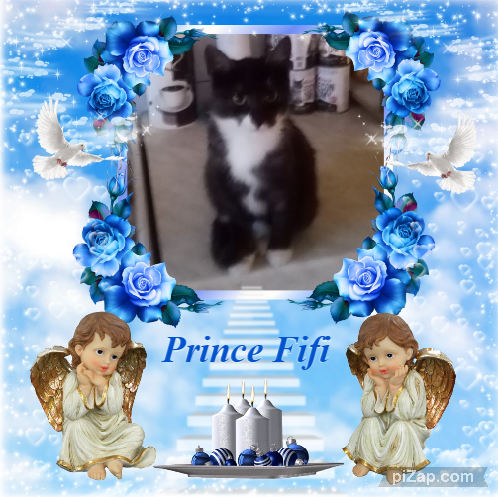 Prince Fifi of the zoza1958 family