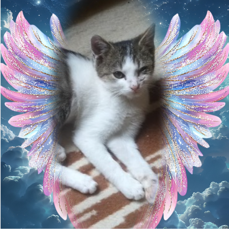 Prince Cvarak of the zoza1958 family