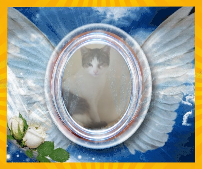 Prince Cvarak of the zoza1958 family