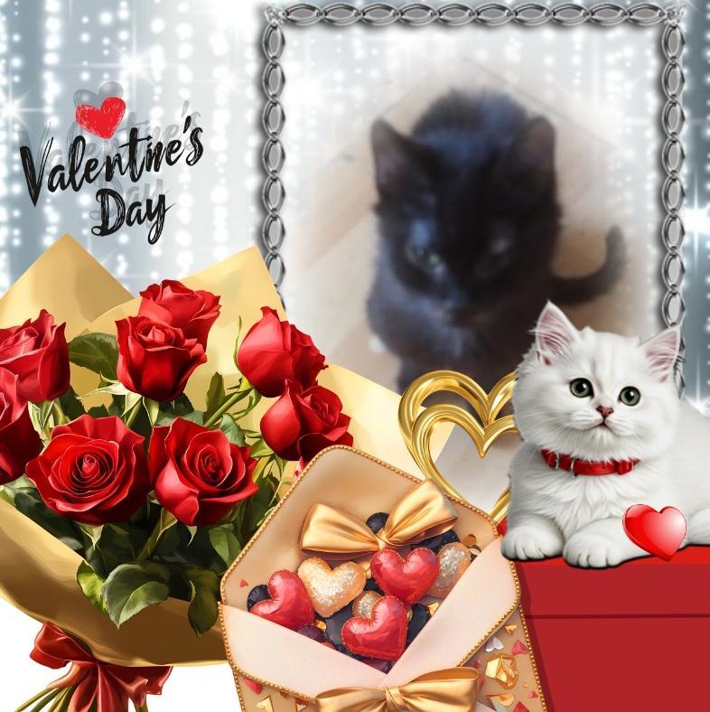 Prince Toby of the zoza1958 family