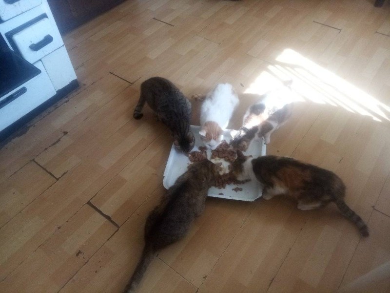 zoza1958 uploaded   1 year/s ago