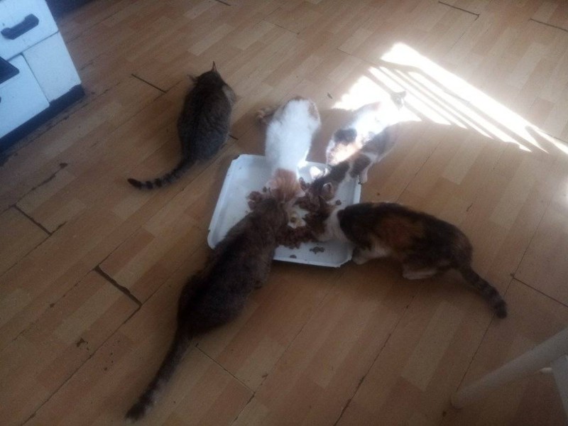 zoza1958 uploaded   1 year/s ago