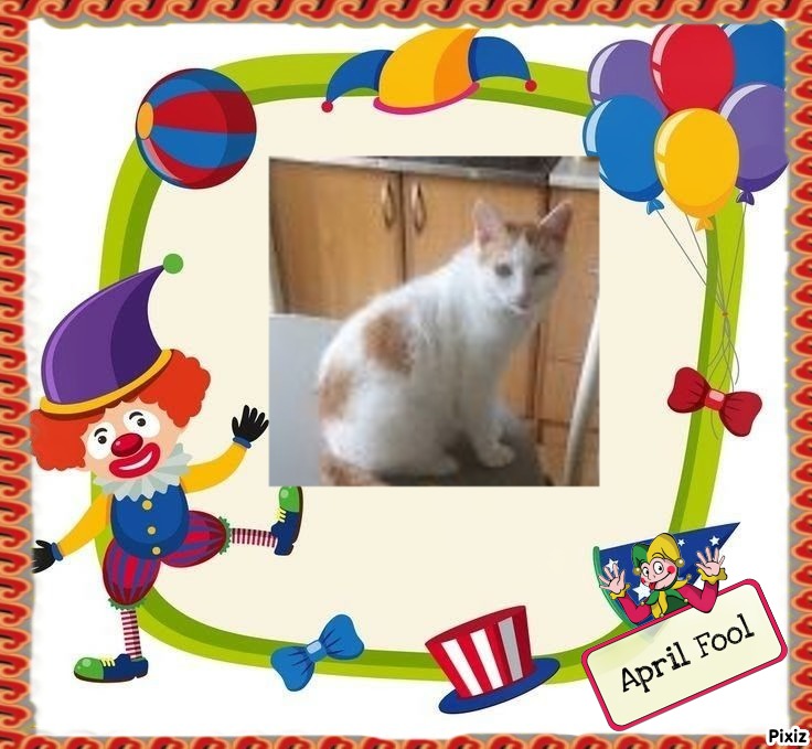 Prince Smokey Jay of the zoza1958 family