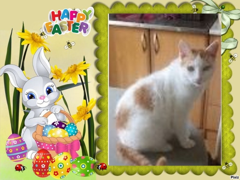 Prince Smokey Jay of the zoza1958 family