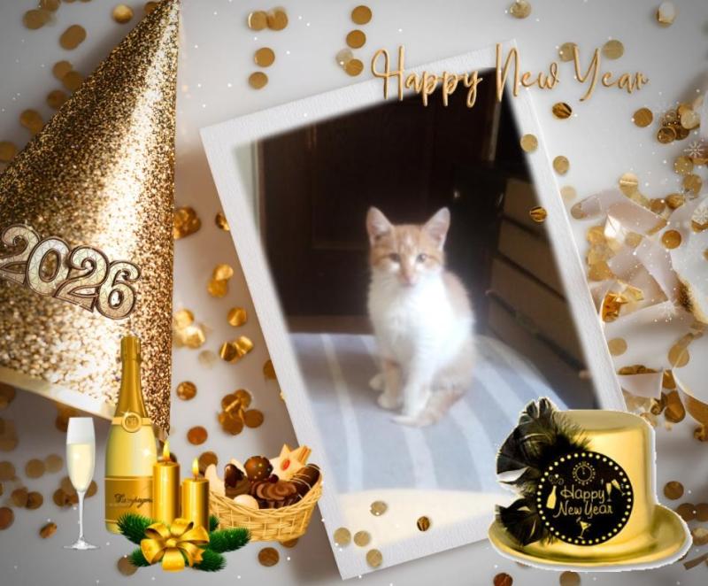 Prince Bocko of the zoza1958 family