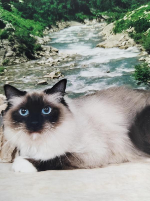 Prince Bocko of the zoza1958 family